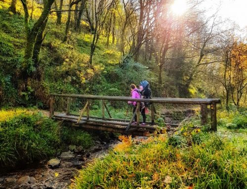 Monicknew Forest Hike Laois Family Walk