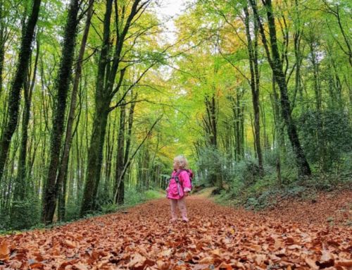 Dunbrody Forest Walk & Lacken Hill New Ross Wexford Walk