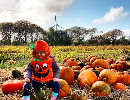 Pumpkin Picking in Wexford