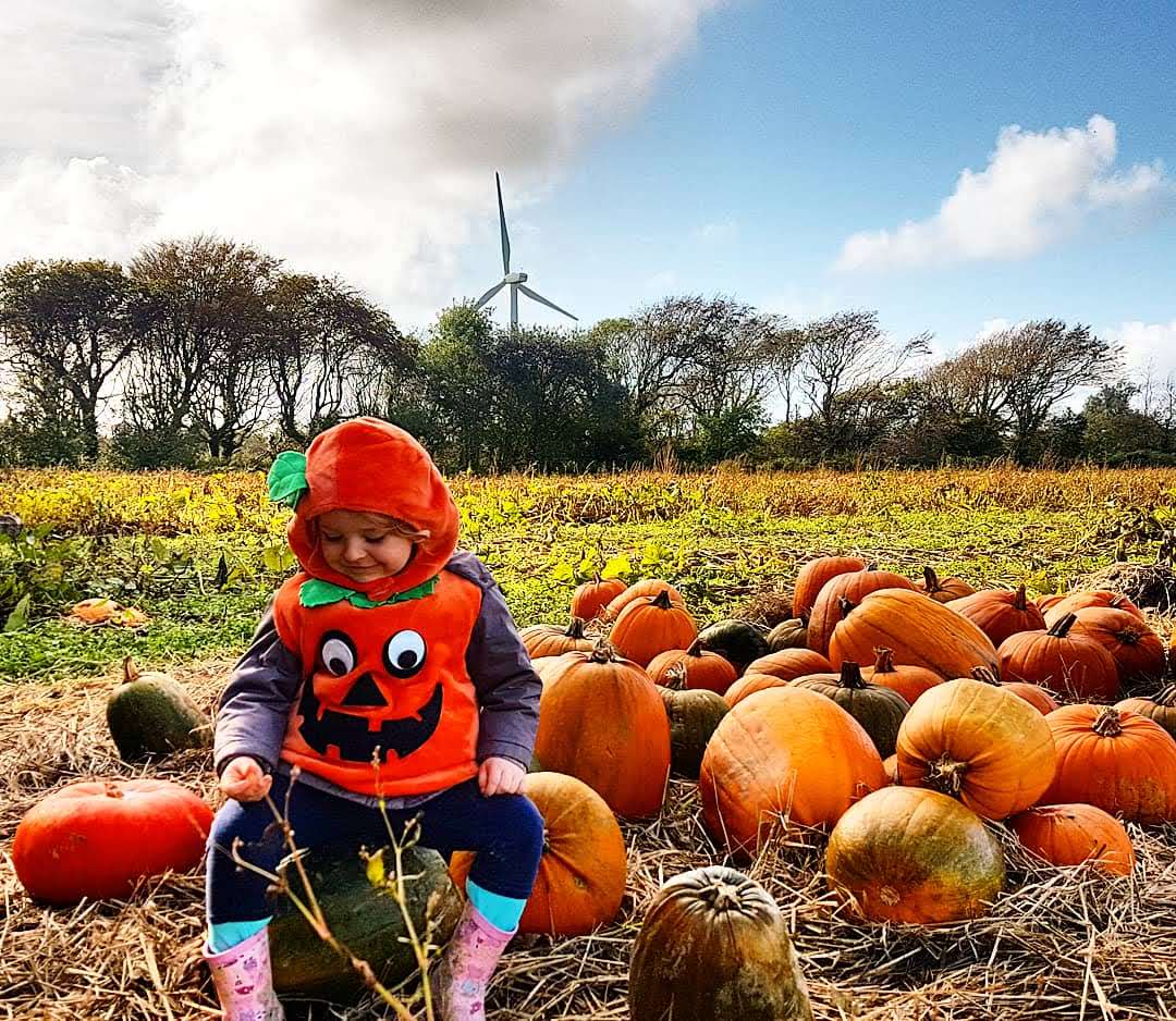 Pumpkin picking Halloween